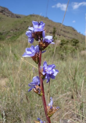 Aristea torulosa flowers with curving petals